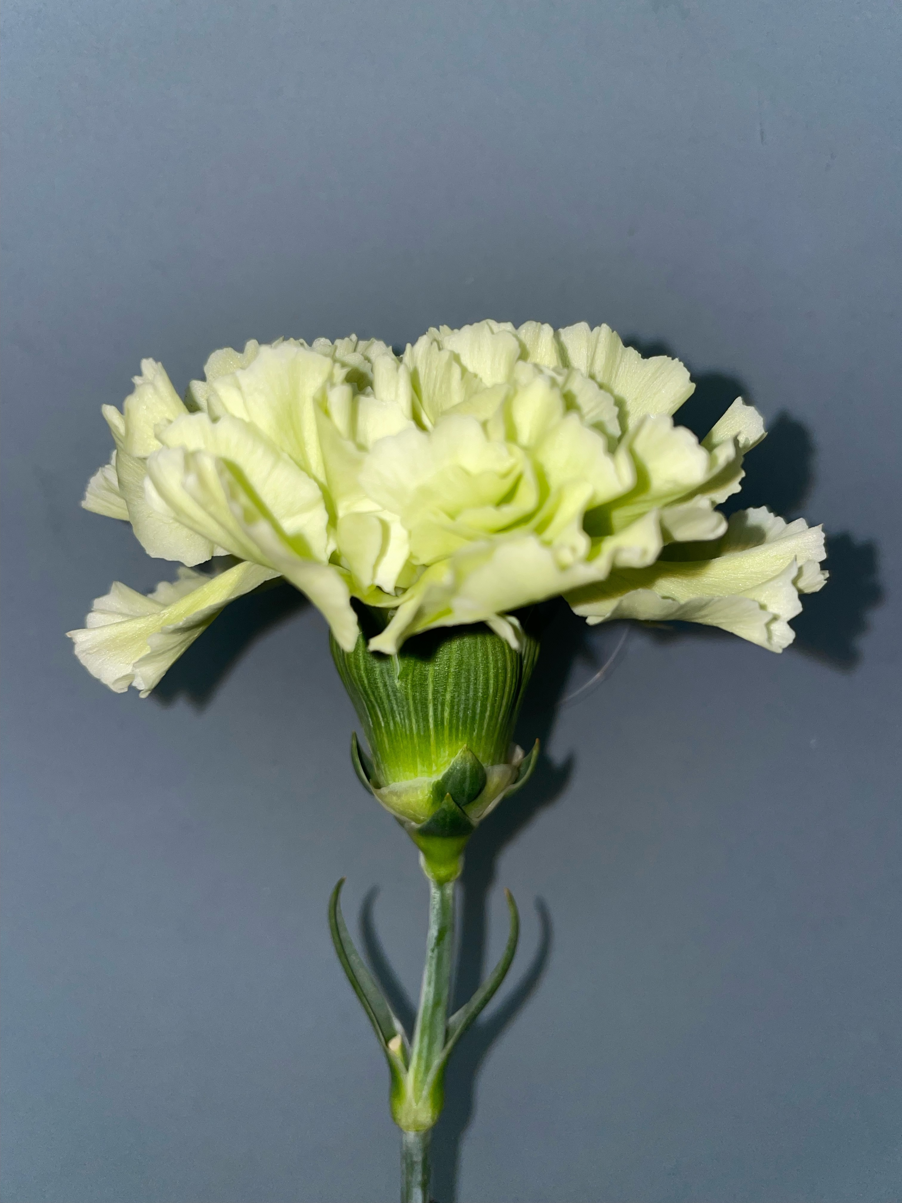 Lime Green Carnation